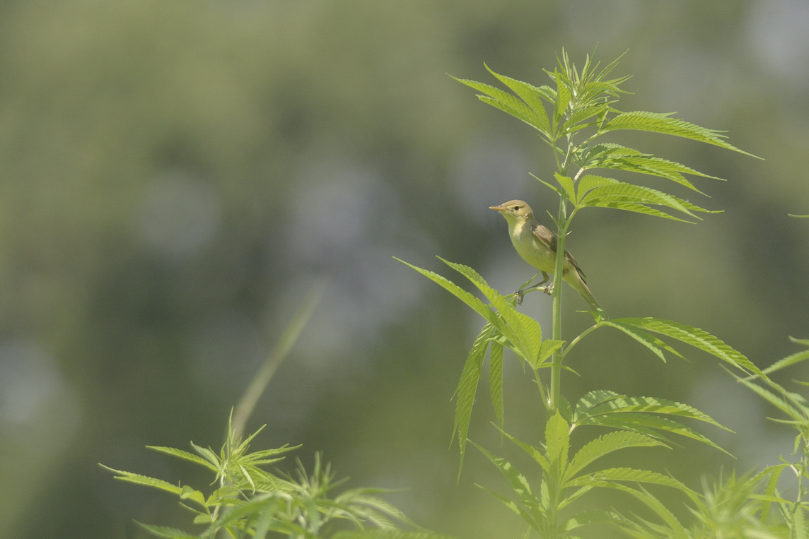 su canapa - canapino